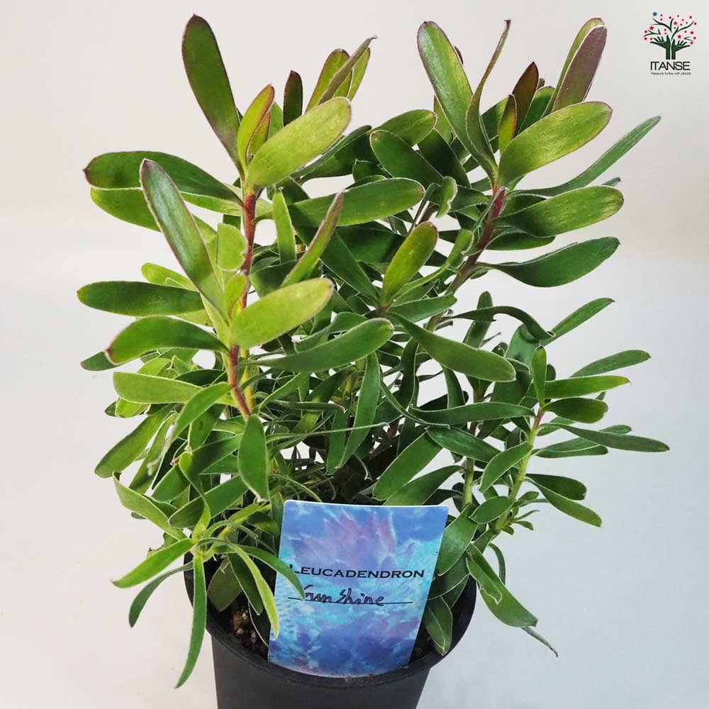 リューカデンドロン サンシャイン 【花木苗 4号鉢／1個売り】｜ 【植物