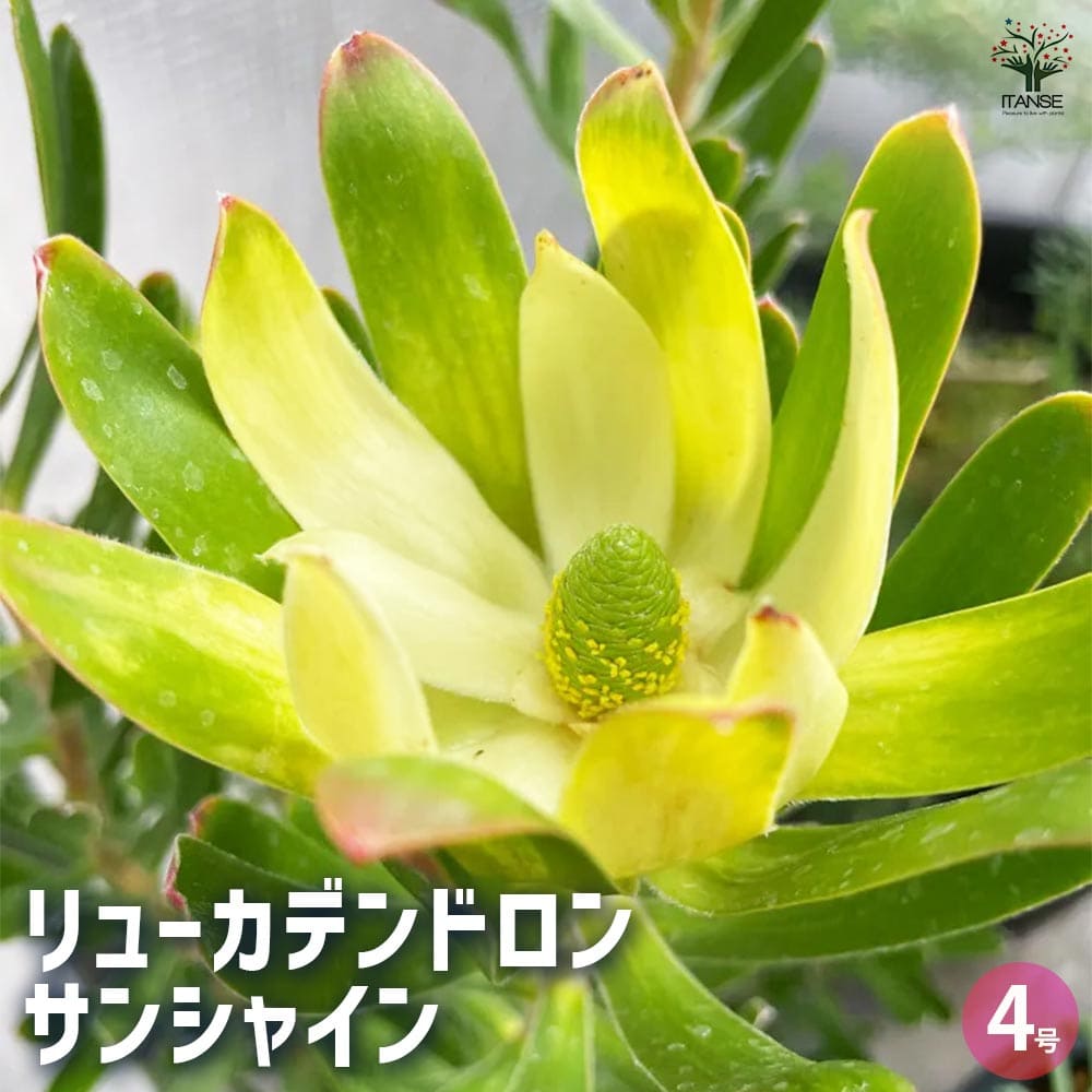 リューカデンドロン サンシャイン 【花木苗 4号鉢／1個売り】