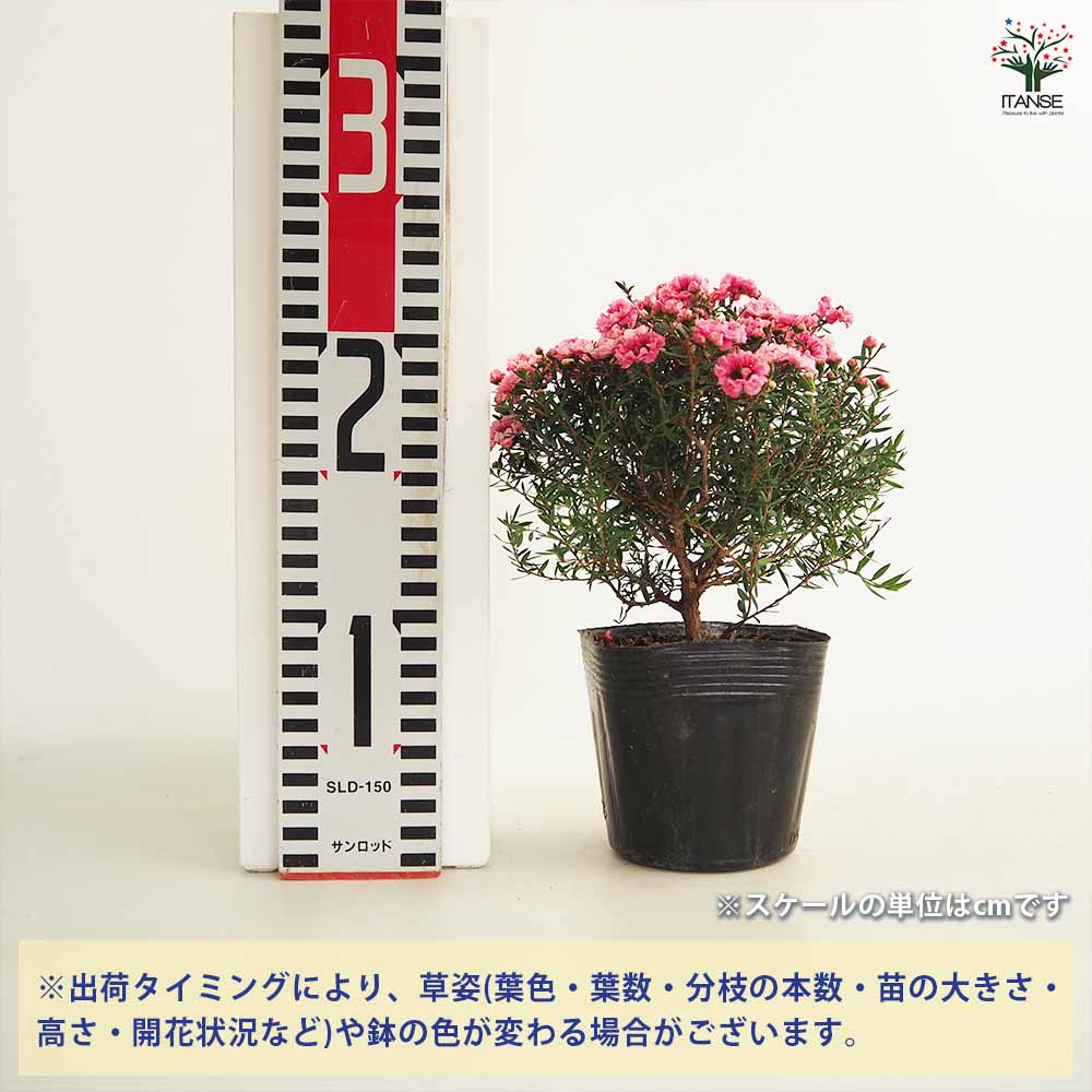 ギョリュウバイ ピンク花 【花木苗 3号ポット】｜ 【植物の