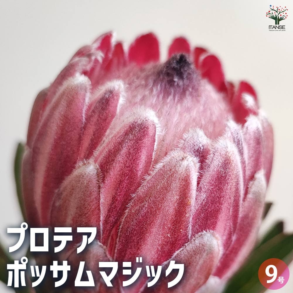 プロテアポッサムマジック　2 希少大株2フラワー！ プロテアポッサムマジック 2 希少大株2フラワー！ プロテアポッサム
