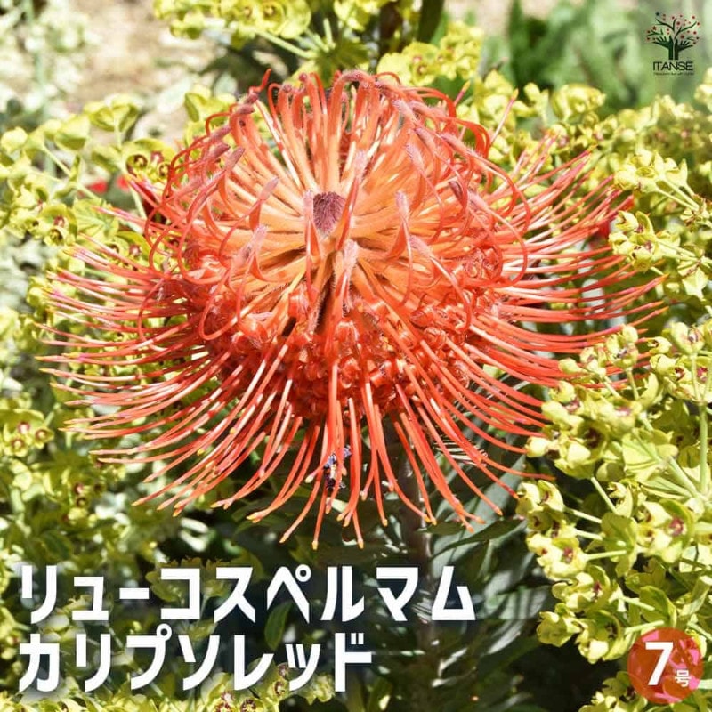 リューコスペルマム カーニバルレッド 【花木苗 5号鉢／1個売り