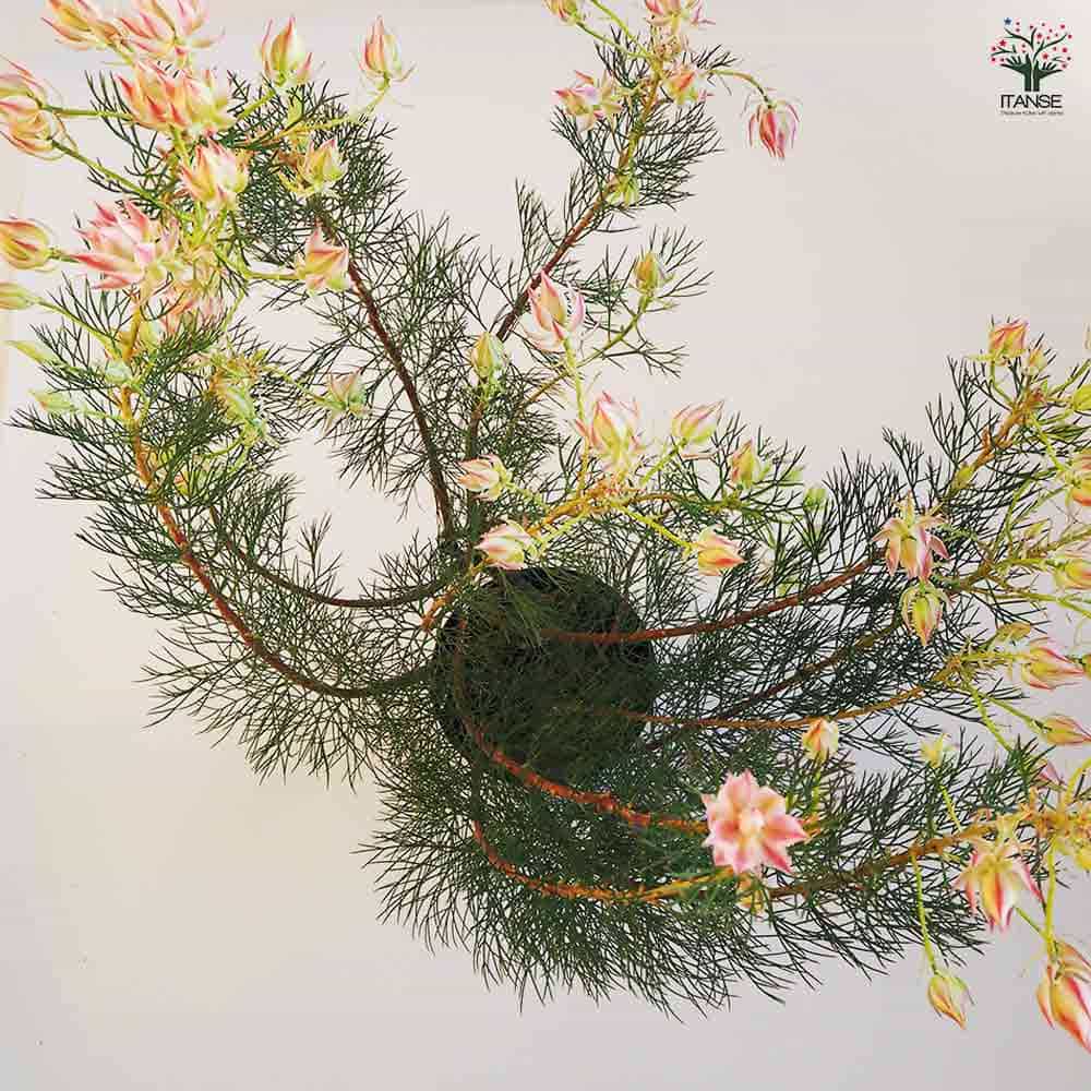 即完売♡大苗♡プリティピンク♡セルリア♡ 75fff619ef96b0ed961deb13970555