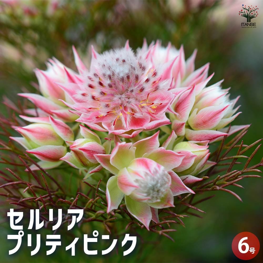 セルリア プリティピンク 【花木苗 6号鉢／1個売り】｜ 【植物の