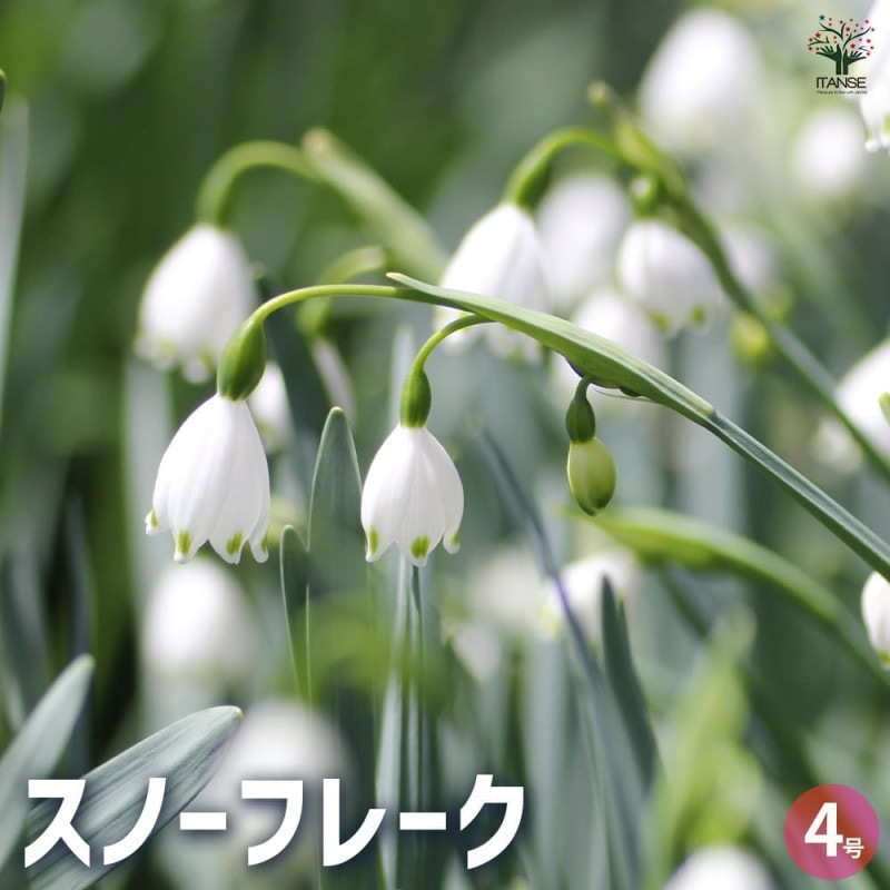 エキナセア【花苗 3.5号】｜ 【植物のITANSE】全品送料無料・即出荷!