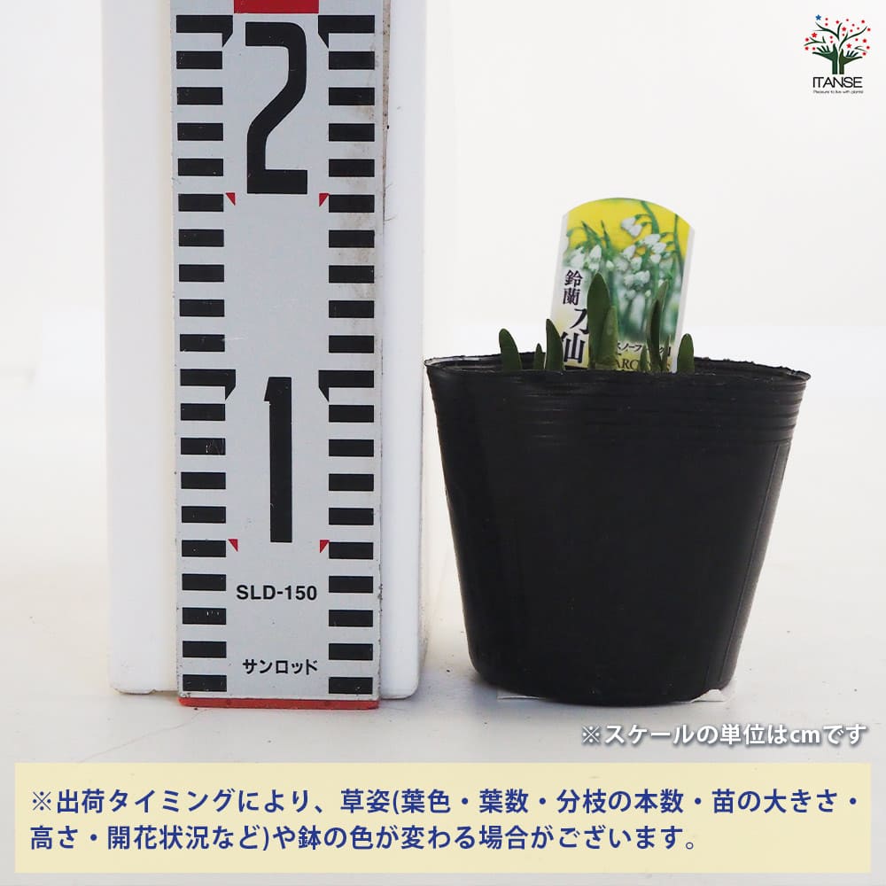 スノーフレーク (鈴蘭水仙) 【花苗 4号ポット】｜ 【植物の