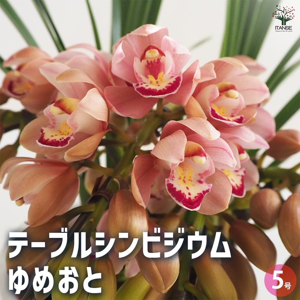 テーブルシンビジウム ゆめおと 【花苗 5号鉢／1個売り】