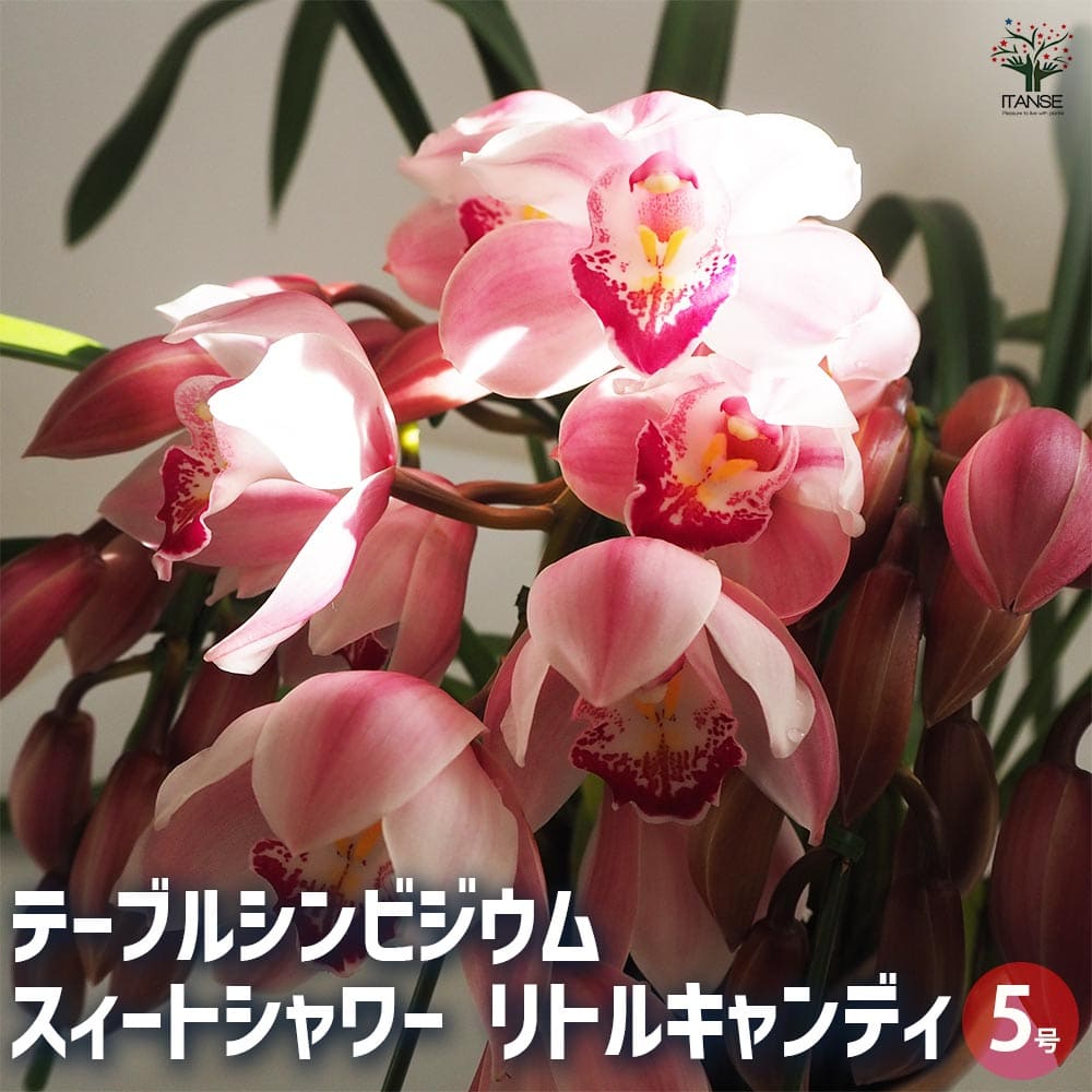 テーブルシンビジウム SSリトルキャンディ 【花苗 5号鉢／1個売り】