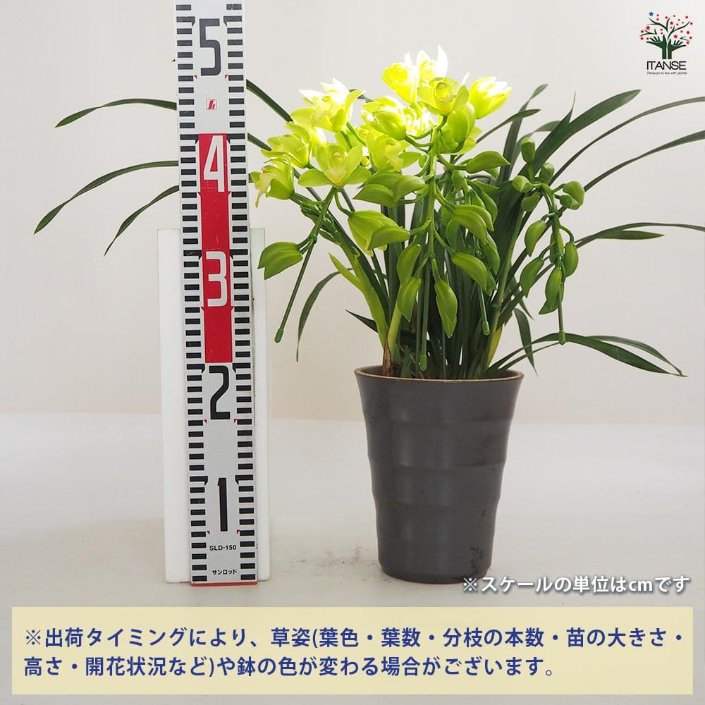 テーブルシンビ アイスダンス　スターダスト　ありがとう　5鉢花付写真品物 テーブルシンビ アイスダンス スターダスト ありがとう 5鉢花付写真