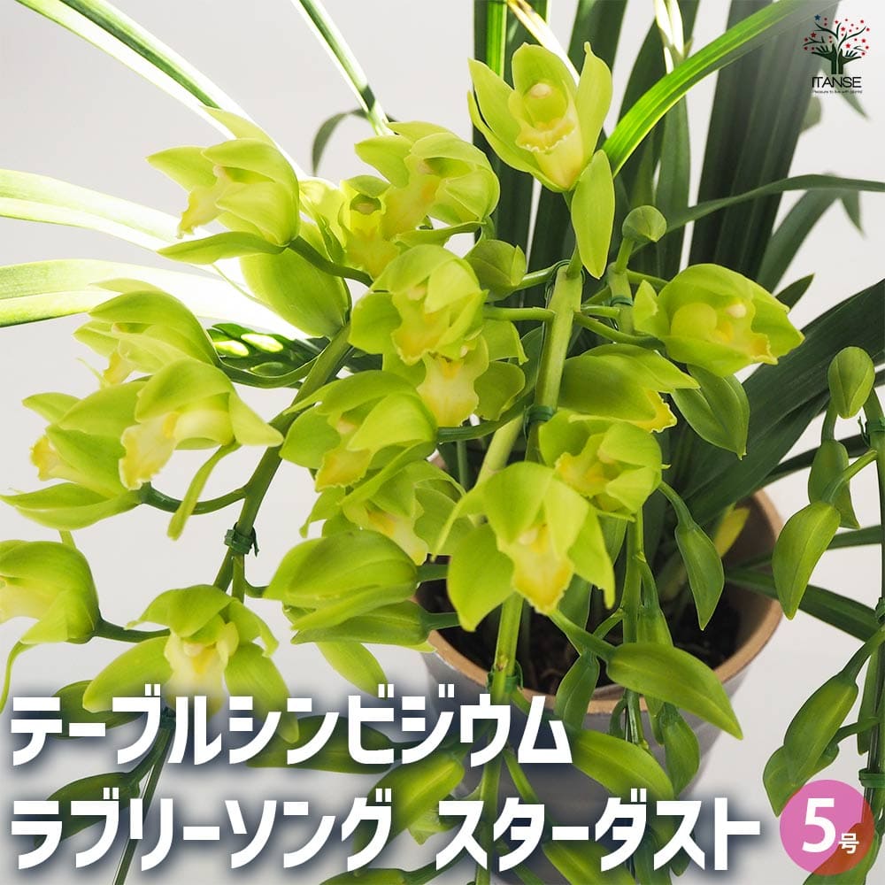 テーブルシンビジウム LSスターダスト 【花苗 5号鉢／1個売り】
