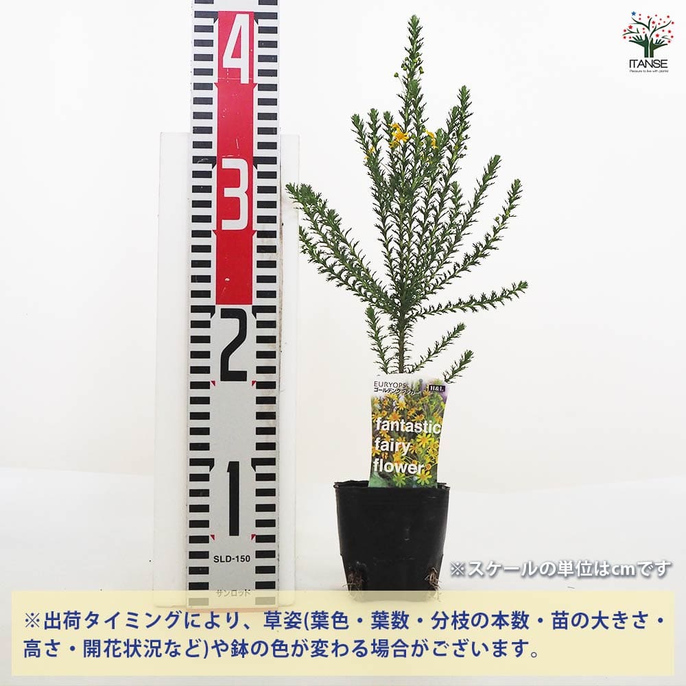 【最終値引き】結実確認済み！　超希少品種　べンズゴールデンリバーサイド　大苗 結実確認済み！ 超超希少品種 べンズ・ゴールデンリバーサイド