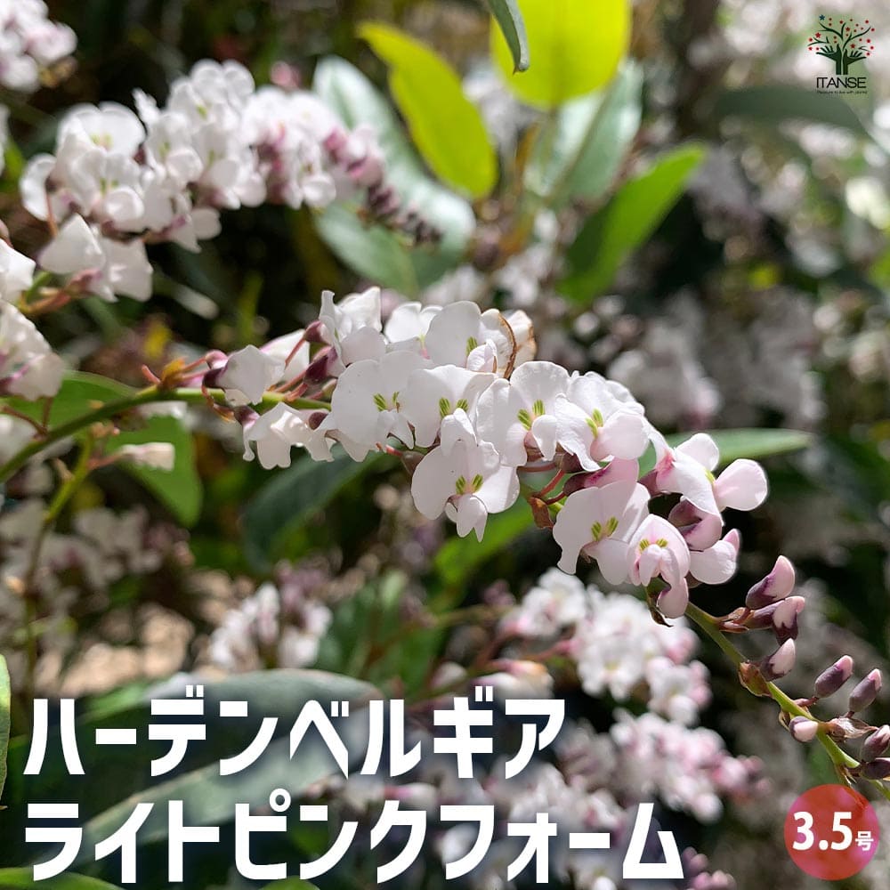 ガーデンベルギア確認用 ハーデンベルギア ライトピンクフォーム 【花木苗 3.5号ポット
