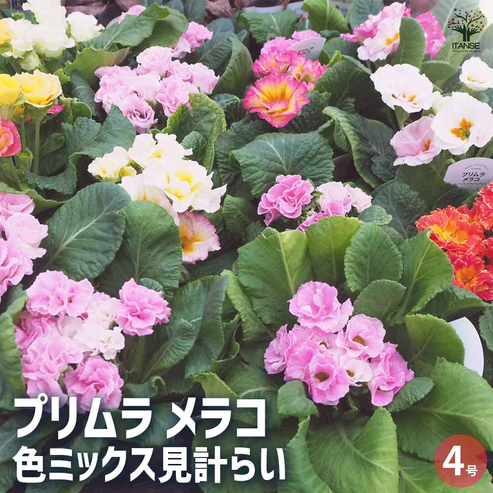 プリムラ メラコ色MIX2個～ 【花木苗 4号鉢】