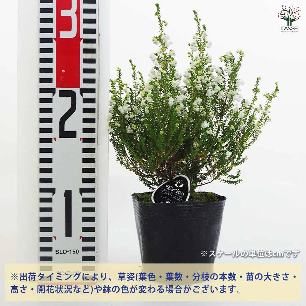 エリカ 鈴蘭エリカ 【花木苗 3.5号ポット】｜ 【植物のITANSE