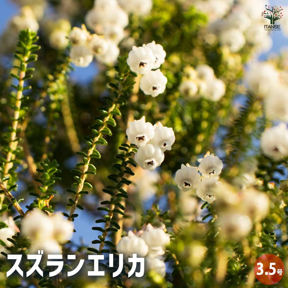 エリカ 鈴蘭エリカ 【花木苗 3.5号ポット】｜ 【植物のITANSE