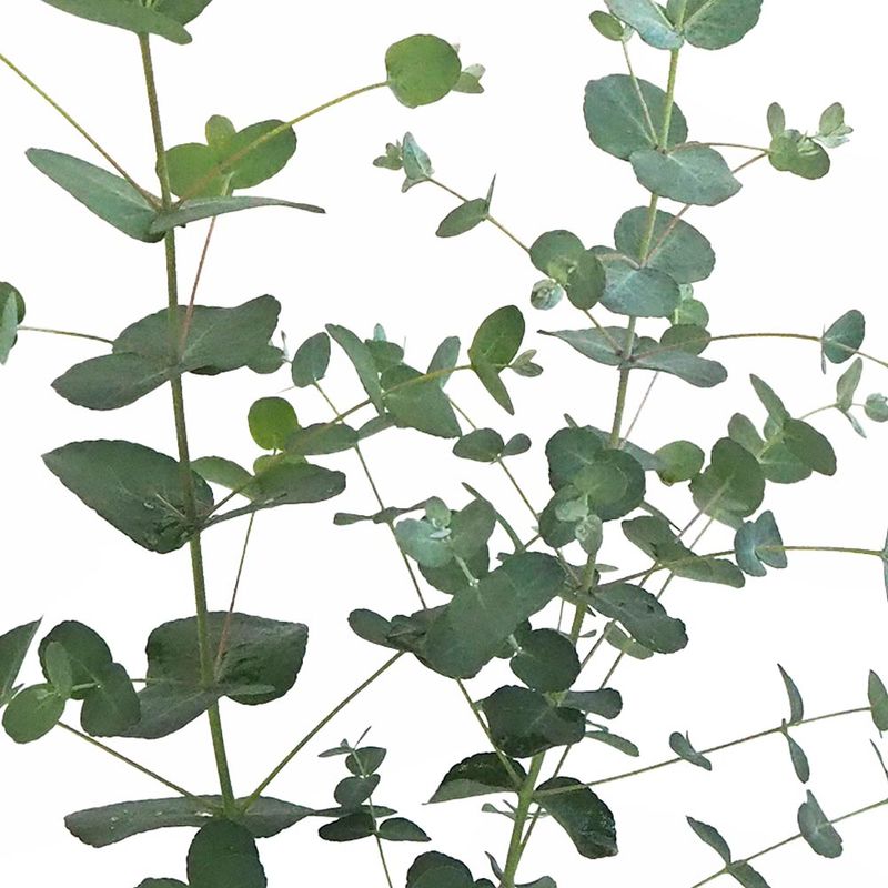 ユーカリ スティックス 【花木苗 3.5号ポット】｜ 【植物の