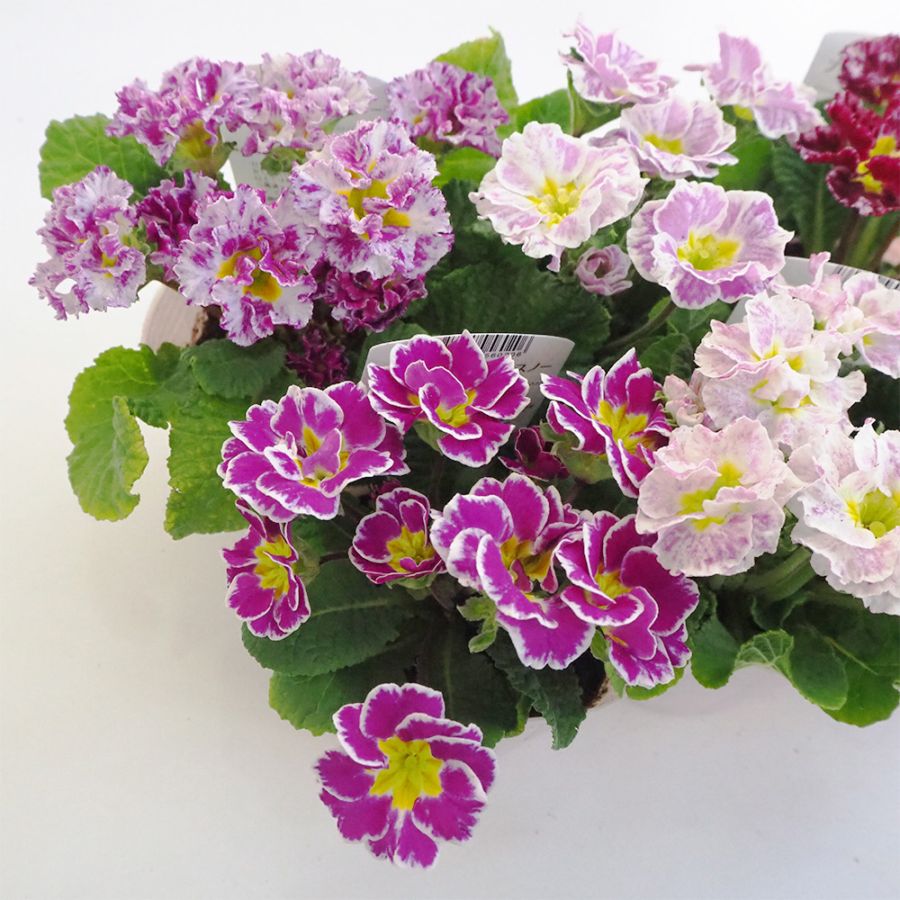 ジュリアン クリスタルスノー色MIX 2個～ 【花苗 9cmポット】