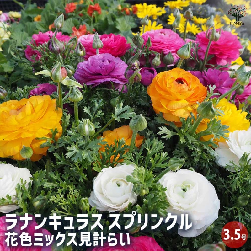 ラナンキュラスラックス5種5ポット 2年目株 分球無し初芽苗