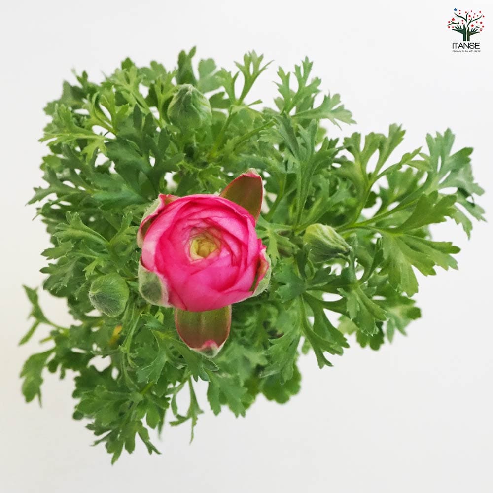 ラナンキュラス スプリンクル色MIX 2個～ 【花苗 3.5号ポット