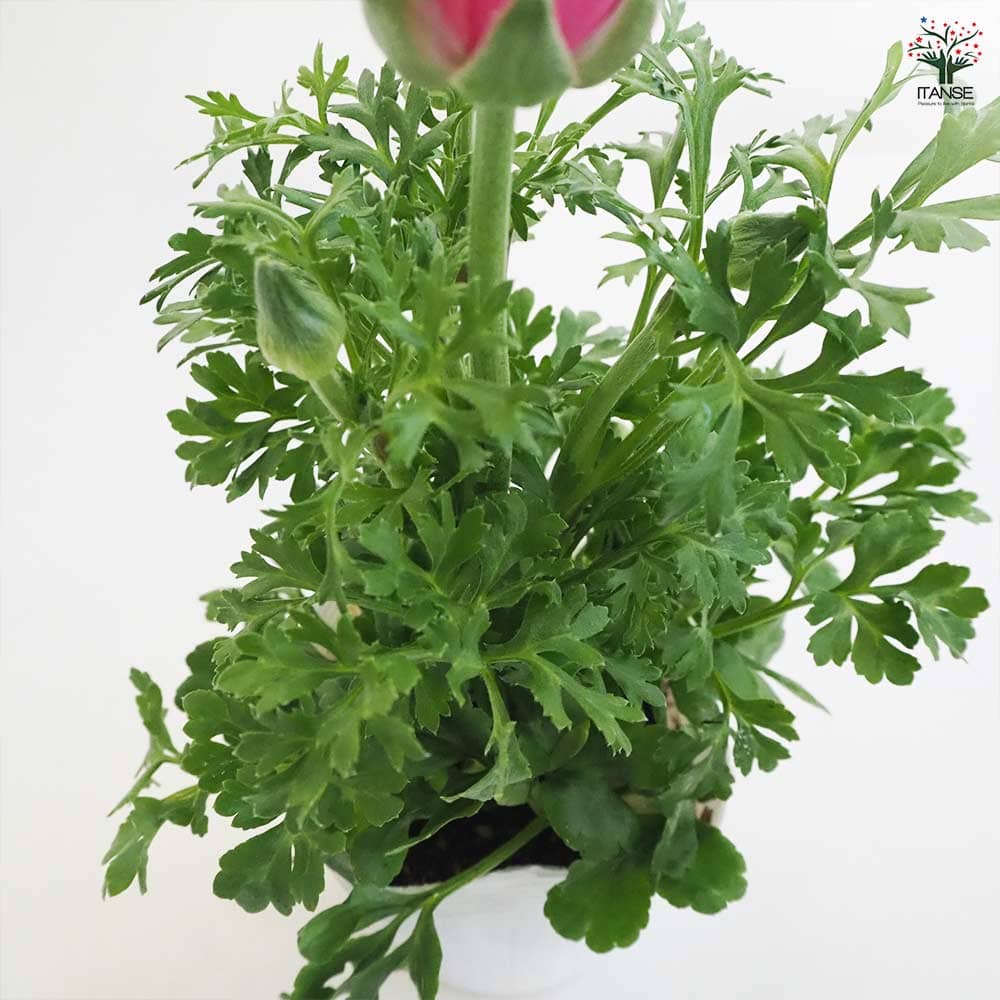 ラナンキュラス スプリンクル色MIX 2個～ 【花苗 3.5号ポット