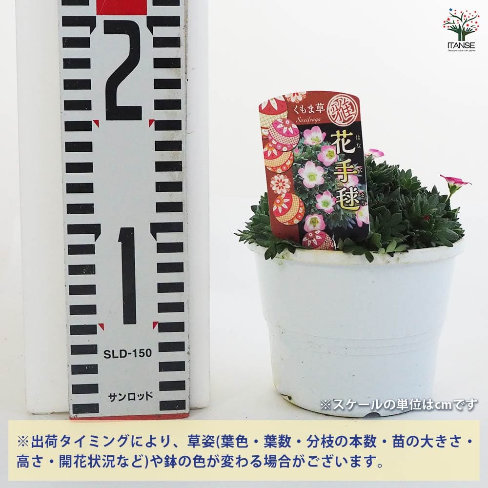 雲間草(クモマグサ) ピンク 【花木苗 4号鉢】｜ 【植物のITANSE