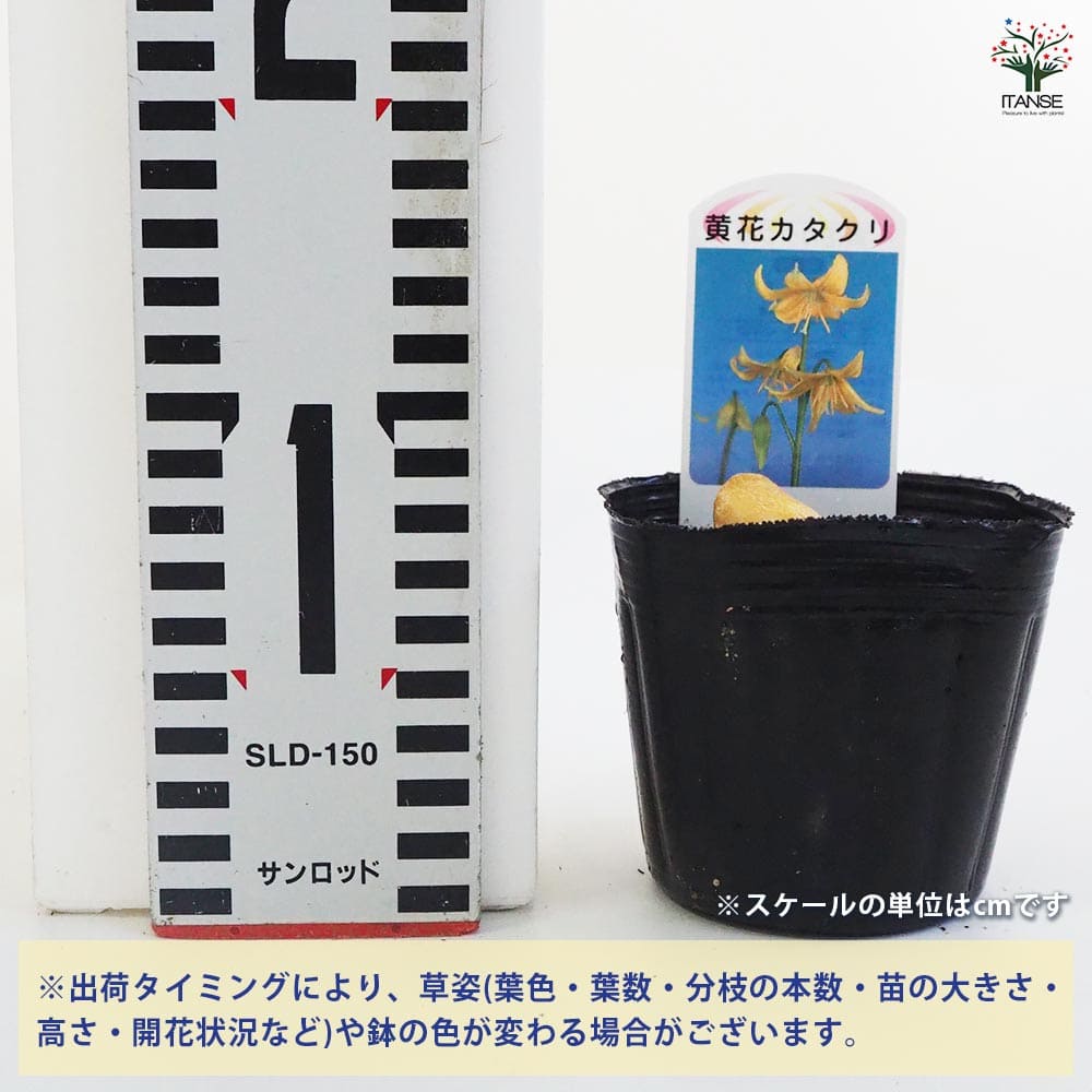 カタクリ　　苗　※希望本数ありましたらコメントへ カタクリ 苗 ※希望本数ありましたらコメントへ