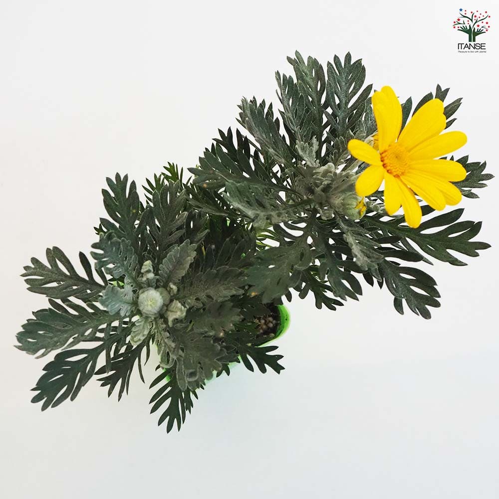 デージー ユリオプスデージー 【花木苗 3.5号ポット】｜ 【植物の