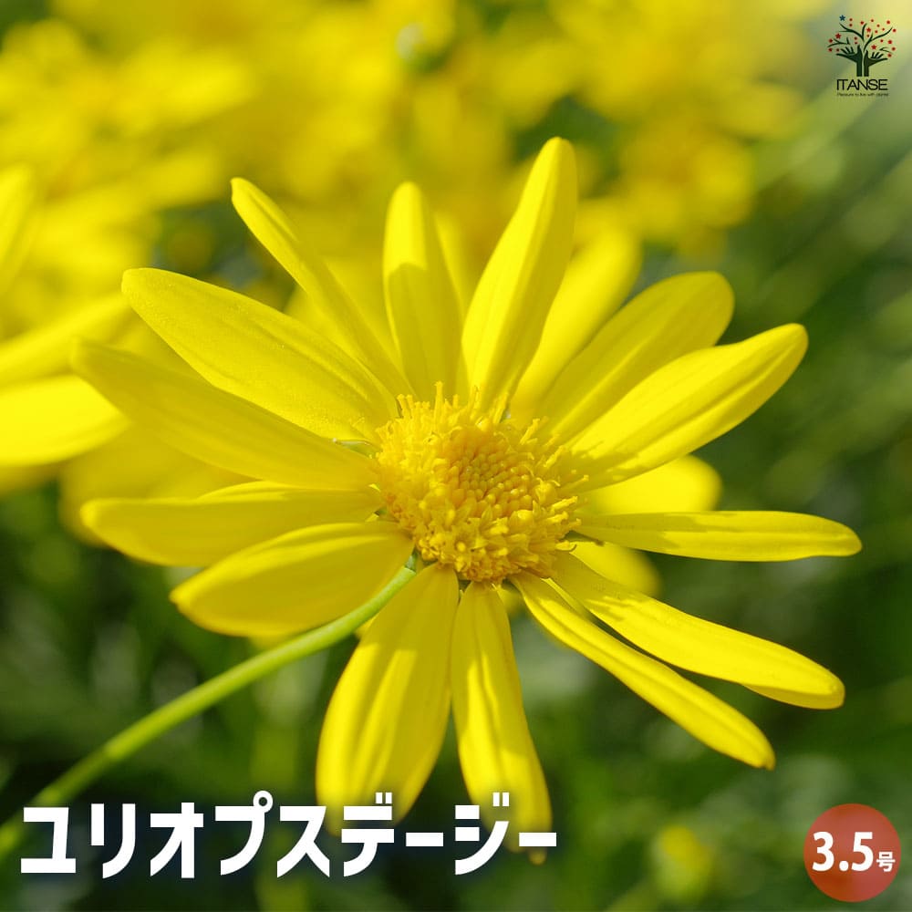デージー ユリオプスデージー 【花木苗 3.5号ポット】