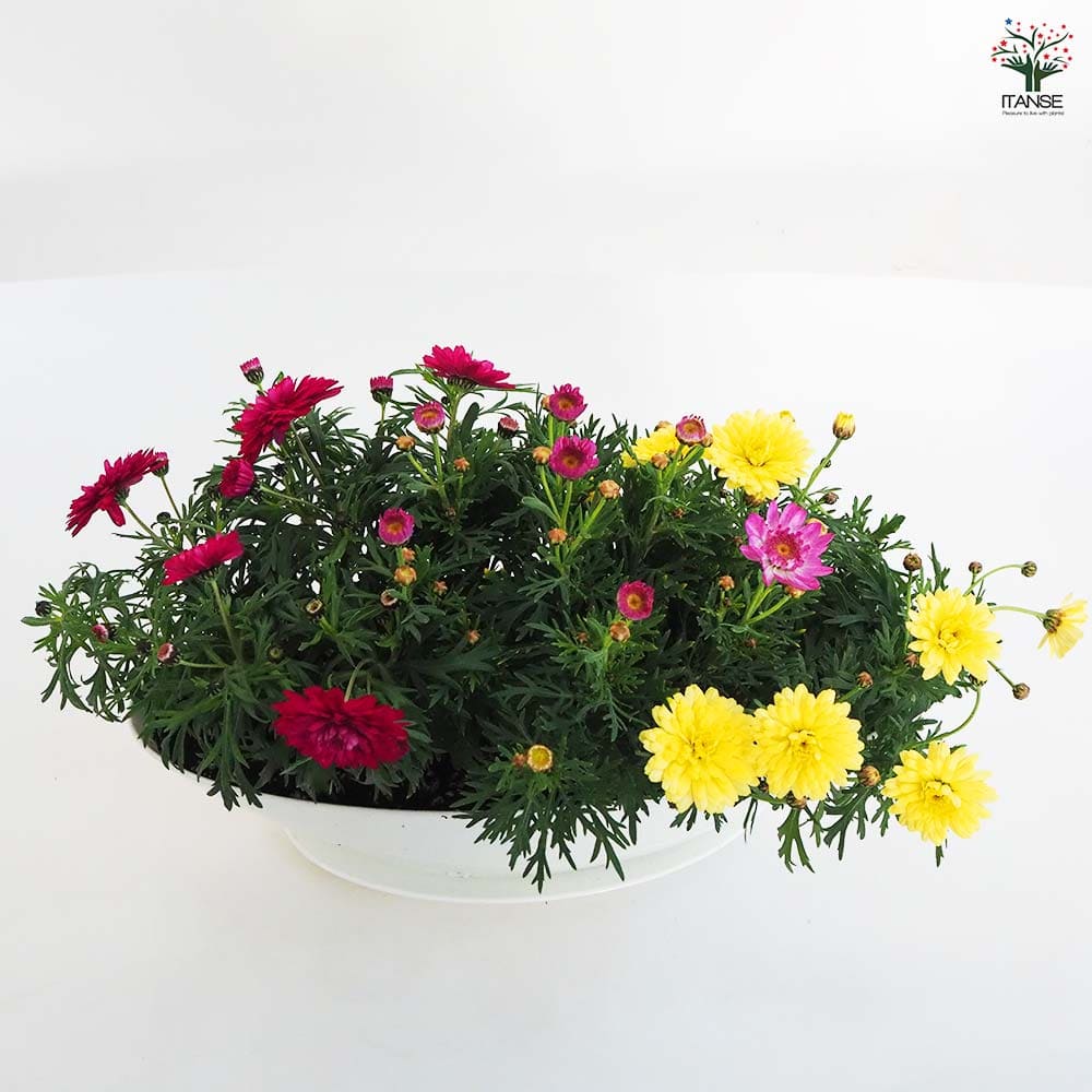 マーガレット 寄せ植え 【花苗 7号鉢】｜ 【植物のITANSE】全品