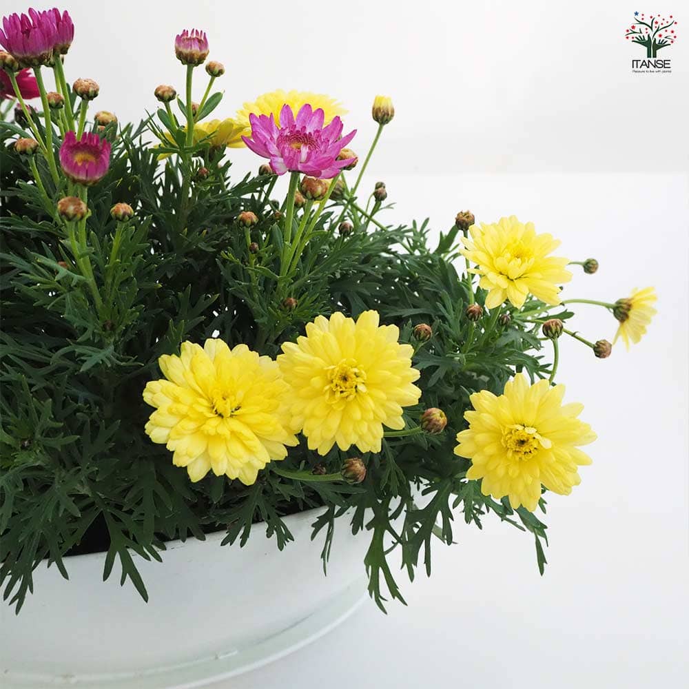 マーガレット 寄せ植え 【花苗 7号鉢】｜ 【植物のITANSE