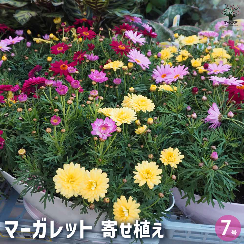 マーガレット商品です マーガレット 寄せ植え 【花苗 7号鉢】｜ 【植物のITANSE