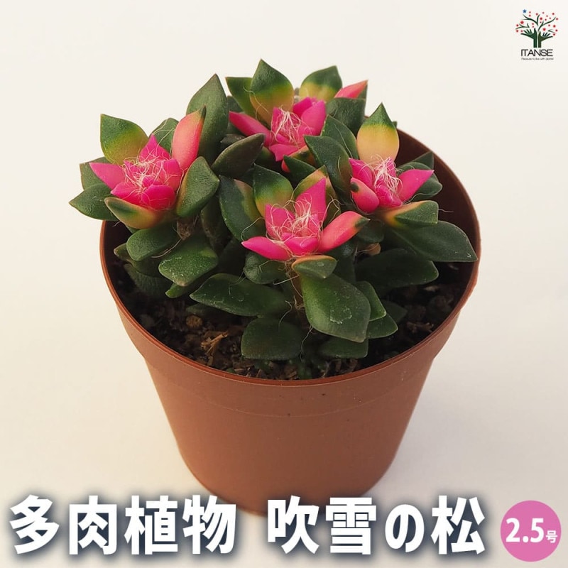 多肉植物 桜吹雪【多肉植物 2.5号】｜ 【植物のITANSE】全品送料
