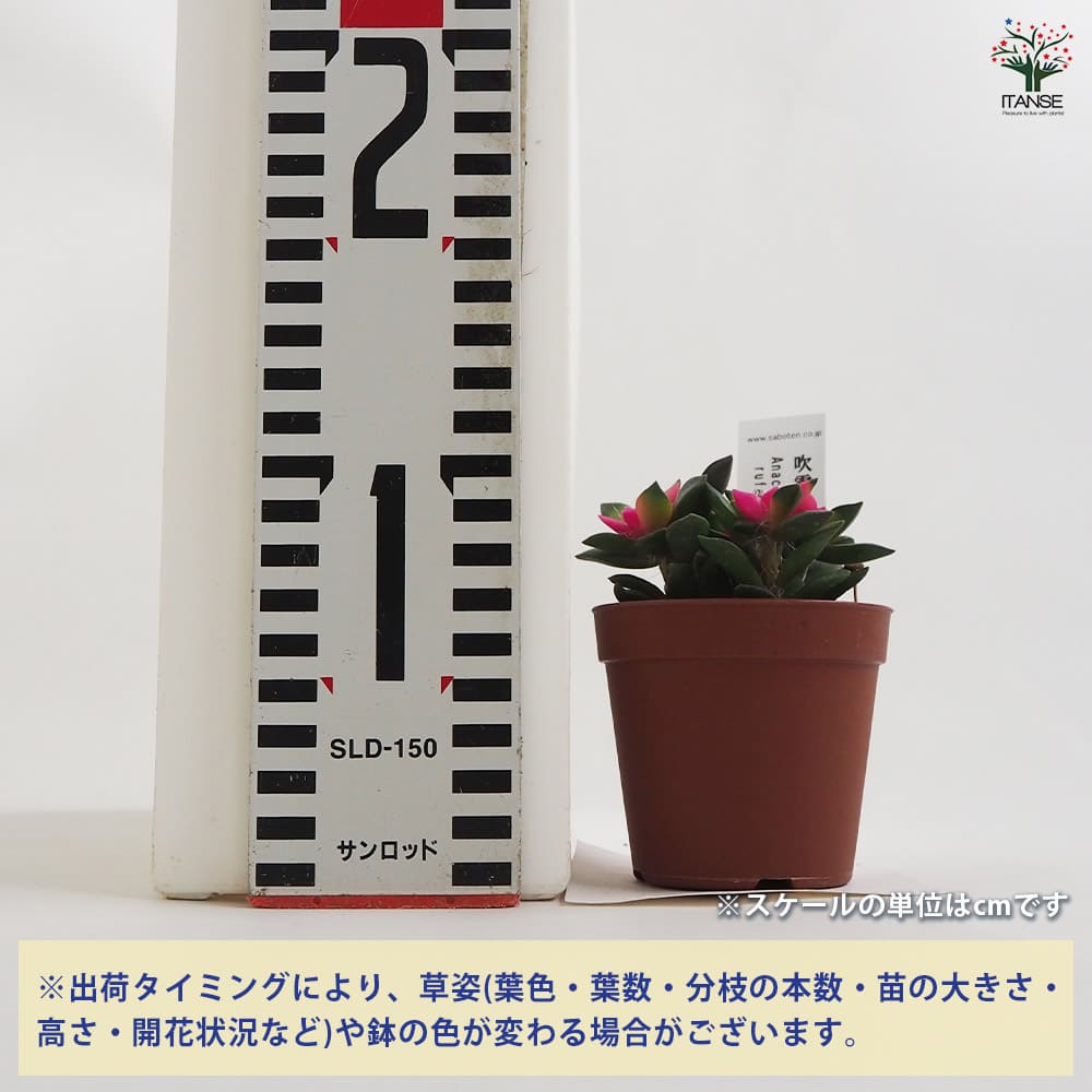 多肉植物 吹雪の松 【多肉植物 2.5号ポット】｜ 【植物のITANSE