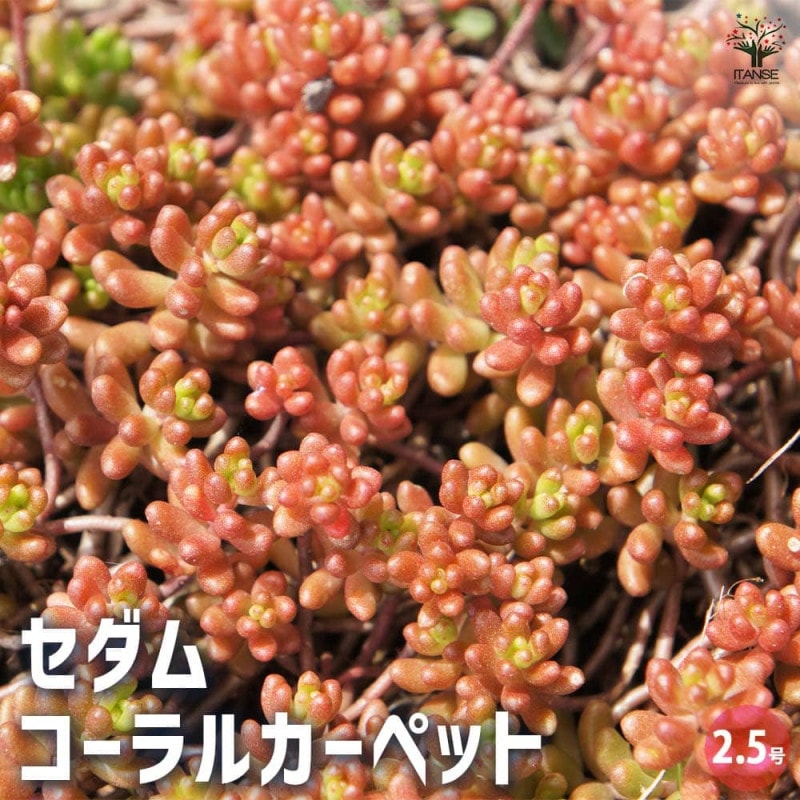 姫秋麗 (ヒメシュウレイ) 【多肉植物 3号ポット】｜ 【植物の