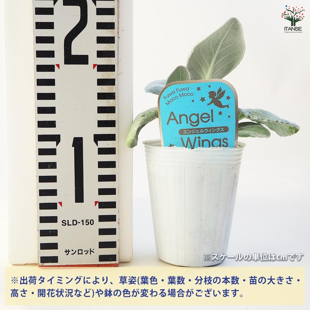 セネシオ エンジェルウィングス 【多肉植物 2.5号ポット