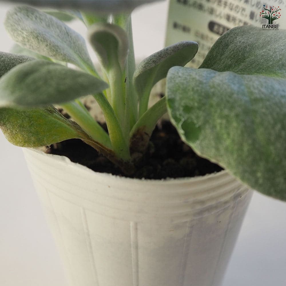 多肉植物　寄せ植え（エンジェル.ウイング鉢♪プードル付き） セネシオ エンジェルウィングス 【多肉植物 2.5号ポット