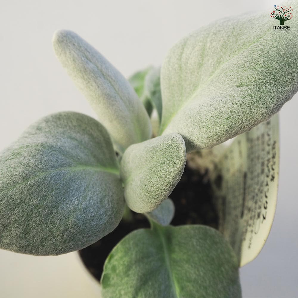 セネシオ エンジェルウィングス 【多肉植物 2.5号ポット】｜ 【植物の