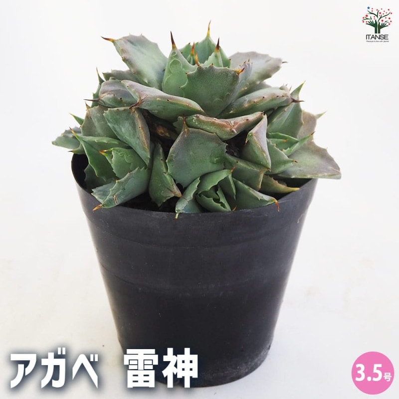 アガベ｜【植物のITANSE】全品送料無料・即出荷!