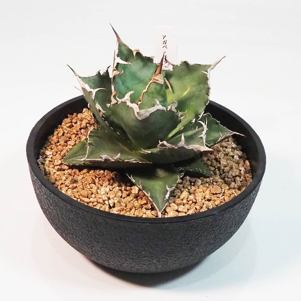 アガベ 白鯨 【多肉植物 6号鉢／1個売り】｜ 【植物の