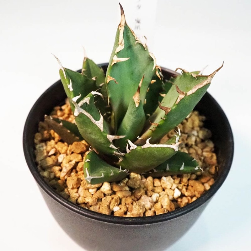 多肉植物 キャンディグレープ錦♡抜き苗 パキセダム キャンディーグレープ【多肉植物 3号ポット