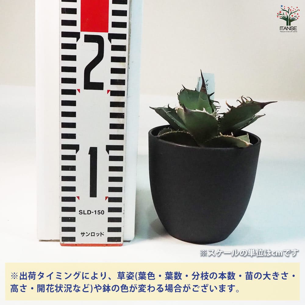 アガベ 山亀 【多肉植物 4号鉢／1個売り】｜ 【植物のITANSE