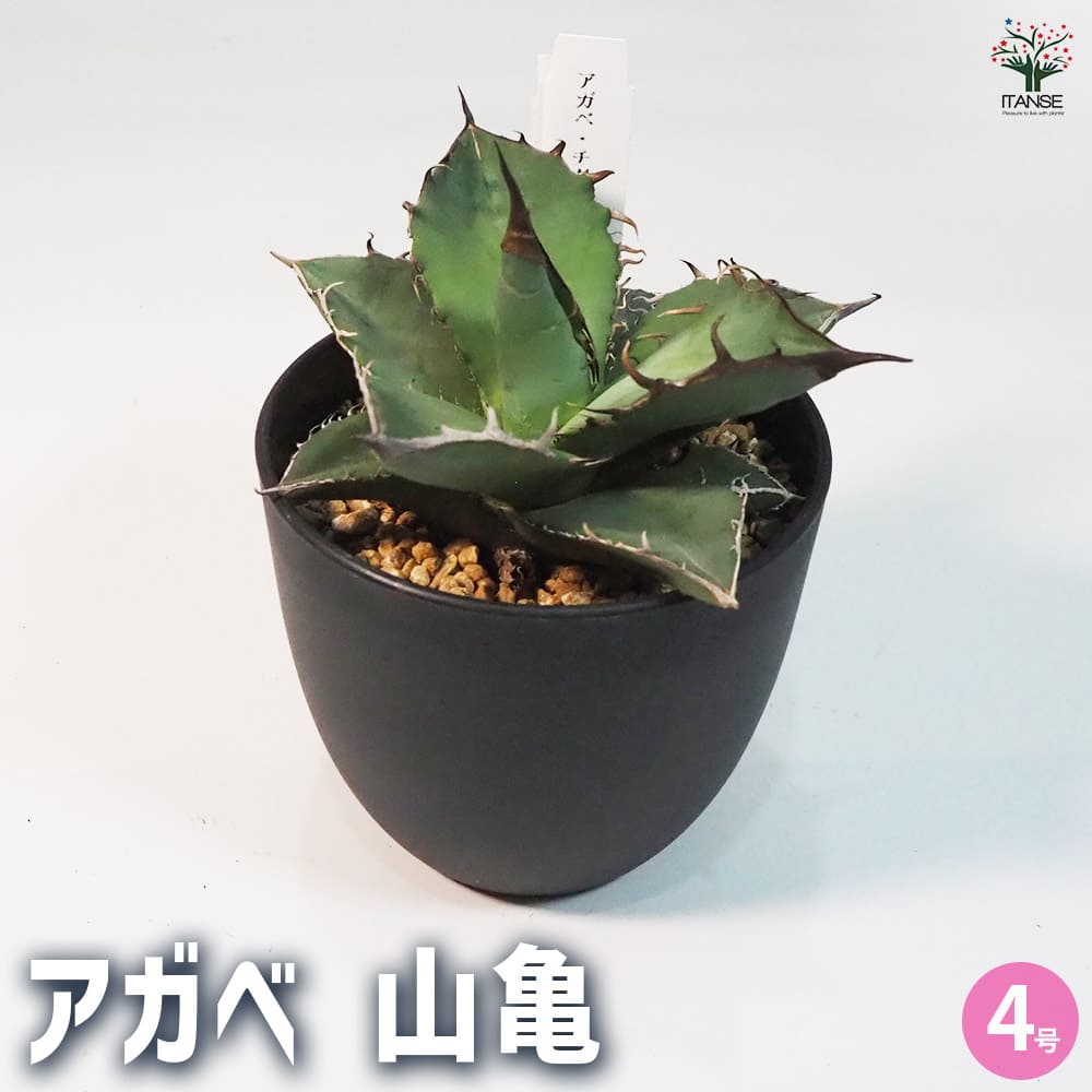 アガベ 山亀 【多肉植物 4号鉢／1個売り】｜ 【植物のITANSE