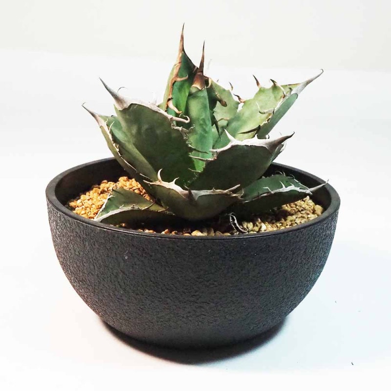 リプサリス プニセオディスカス 【観葉植物 7号吊り鉢／1個売り