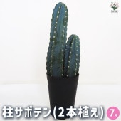 柱サボテン 2本植え 【多肉植物 7号鉢／1個売り】|多肉植物