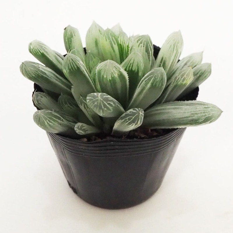 ハオルチア｜【植物のITANSE】全品送料無料・即出荷!