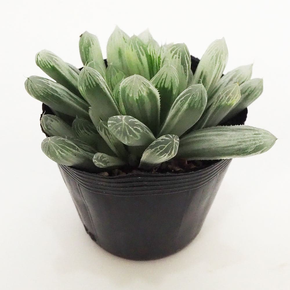 【期間限定出品】ハオルチア ピリフェラ RIB0136　多肉植物 期間限定出品】ハオルチア ピリフェラ RIB0136 多肉植物 - メルカリ