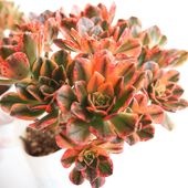 アエオニウム 甜(てん)茶錦 【多肉植物 3.5号ポット】|アオエニウム|多肉植物