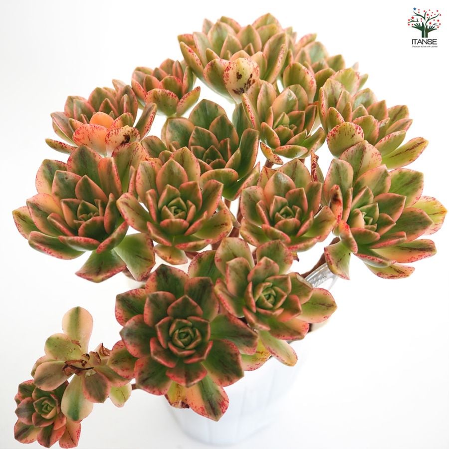 多肉植物アエオニウム錦❤️天合錦❤️ アエオニウム 甜(てん)茶錦 【多肉植物 3.5号ポット】| 【植物