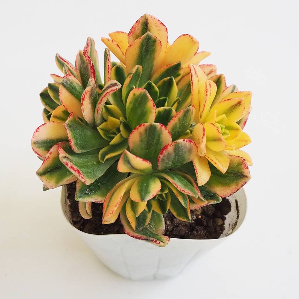 アオエニウム｜【植物のITANSE】全品送料無料・即出荷!