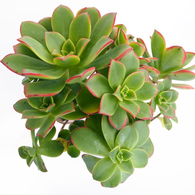 アエオニウム｜【植物のITANSE】全品送料無料・即出荷!