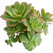 アエオニウム 夕映え 【多肉植物 3.5号ポット】|アオエニウム|多肉植物
